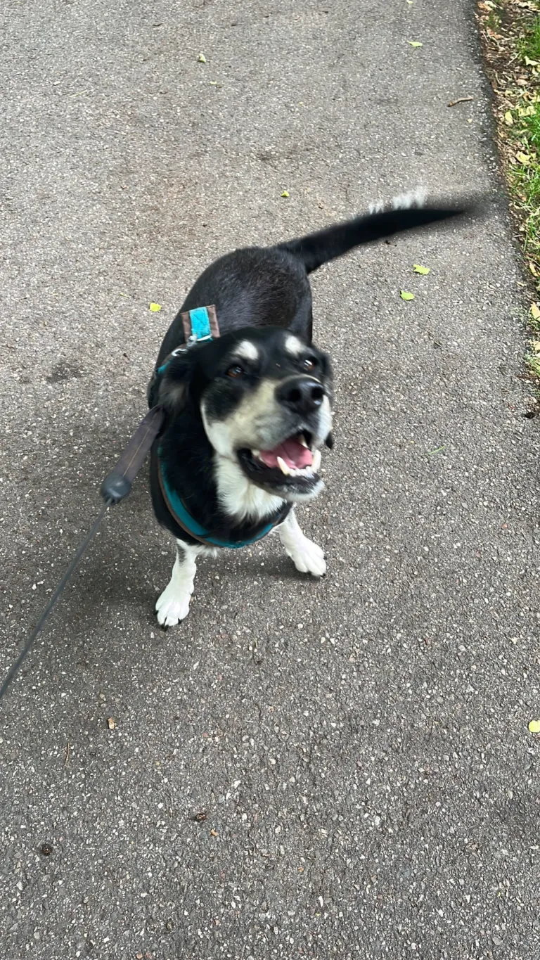 Mia looks up excitedly during a walk, tail in the air