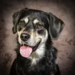 Studio portrait of Mia, a black Goberian with light markings and amber eyes