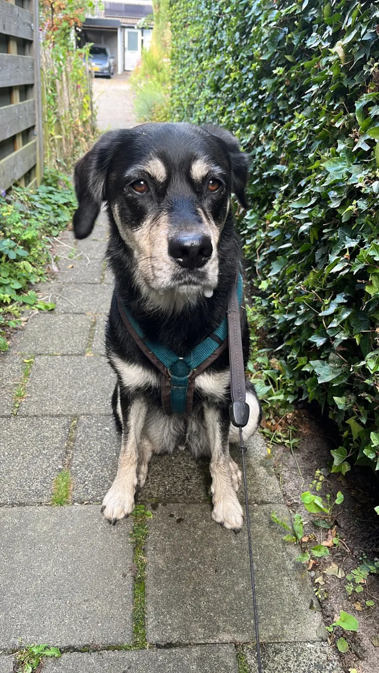 Mia sits on a garden path next to the ivy, wearing her green harness