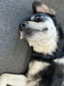 Mia lies on her back on a grey sofa, looking sleepily to the side