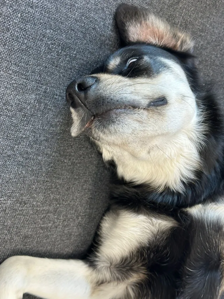 Mia lies on her back on a grey sofa, looking sleepily to the side