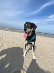 Mia stands on the beach with her tongue out and the sea behind her