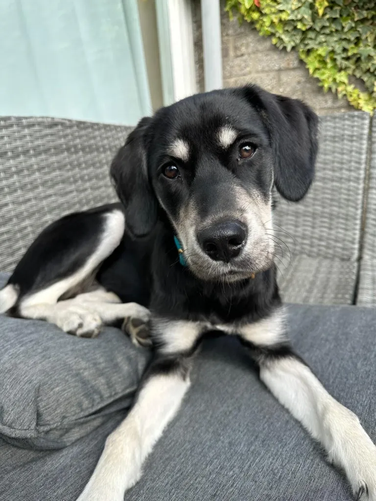 Mia lies on a grey garden sofa, looking at the camera with her head tilted