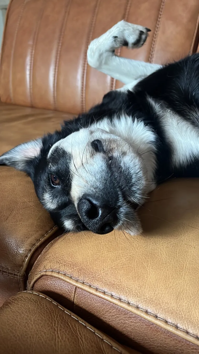 Mia lies relaxed on her side on a brown leather sofa, one paw in the air