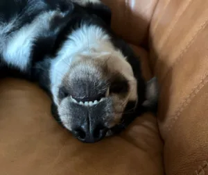 Mia asleep upside down on the sofa, her teeth just showing
