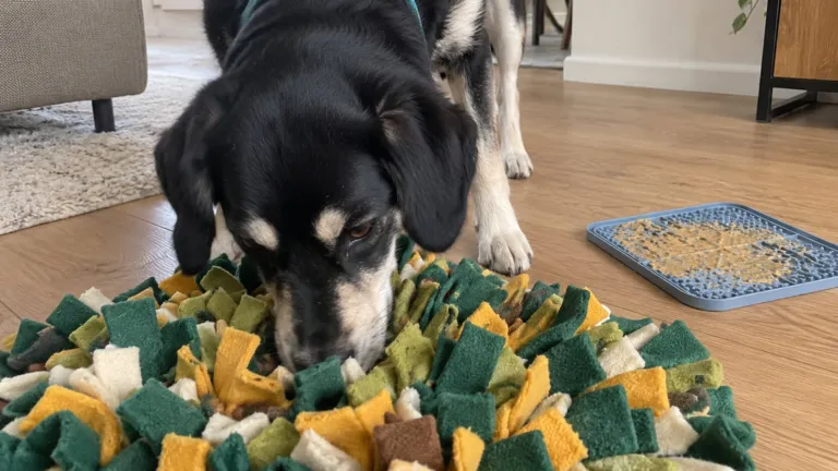 Mia sniffing in a green and yellow snuffle mat, with a blue lick mat on the floor to the right