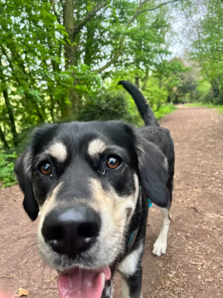 Mia looks curiously into the camera during a walk in the woods